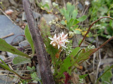 Image of Sedum arenarium Brot.