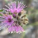 Image of Kunzea capitata subsp. capitata