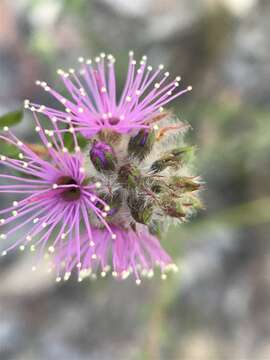 Image of Kunzea capitata subsp. capitata