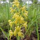 Imagem de Habenaria villosa Rolfe