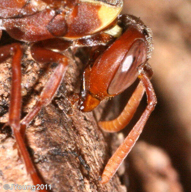 Image of Polistes badius Gerst. 1873