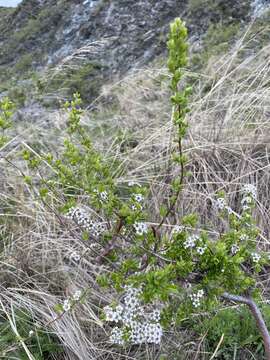 Image of Spiraea aquilegifolia Pall.