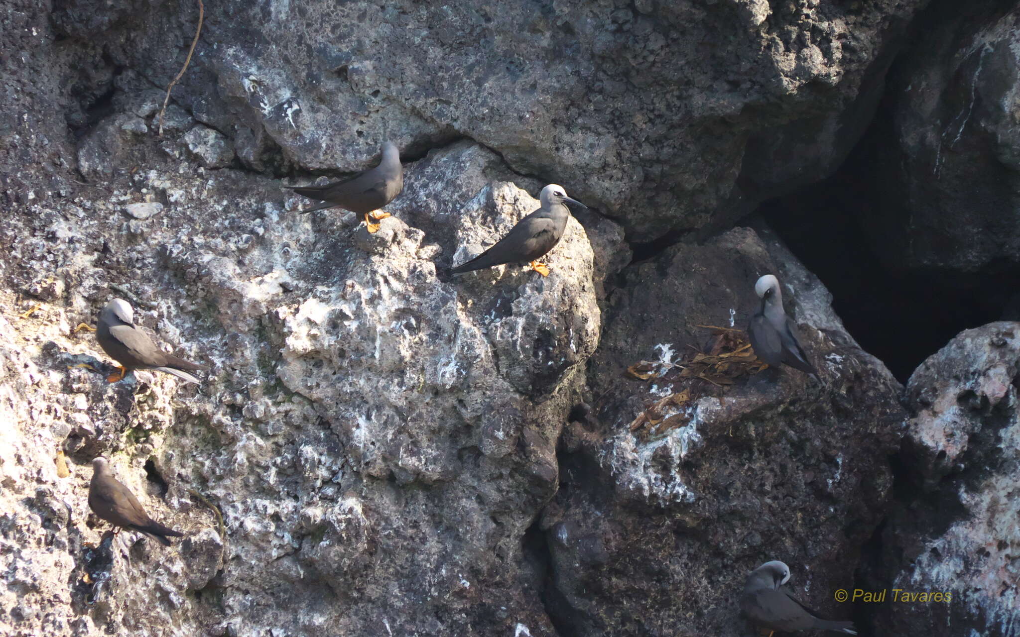 Image of Black Noddy