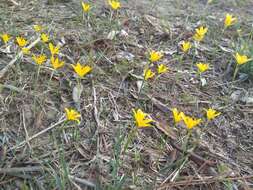 Image of Narcissus cavanillesii Barra & G. López