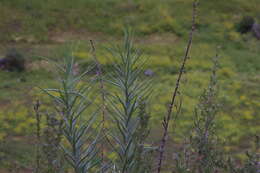 Image of Bomarea involucrosa (Herb.) Baker