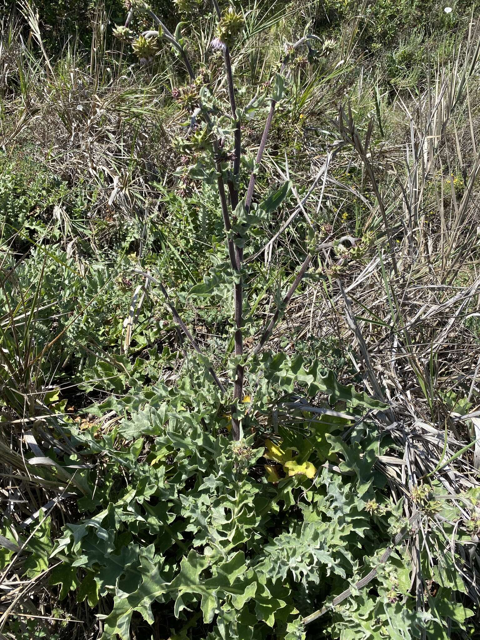 Image of Fountain Thistle