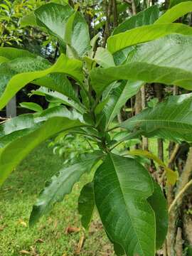 Sivun Acnistus arborescens (L.) Schltdl. kuva