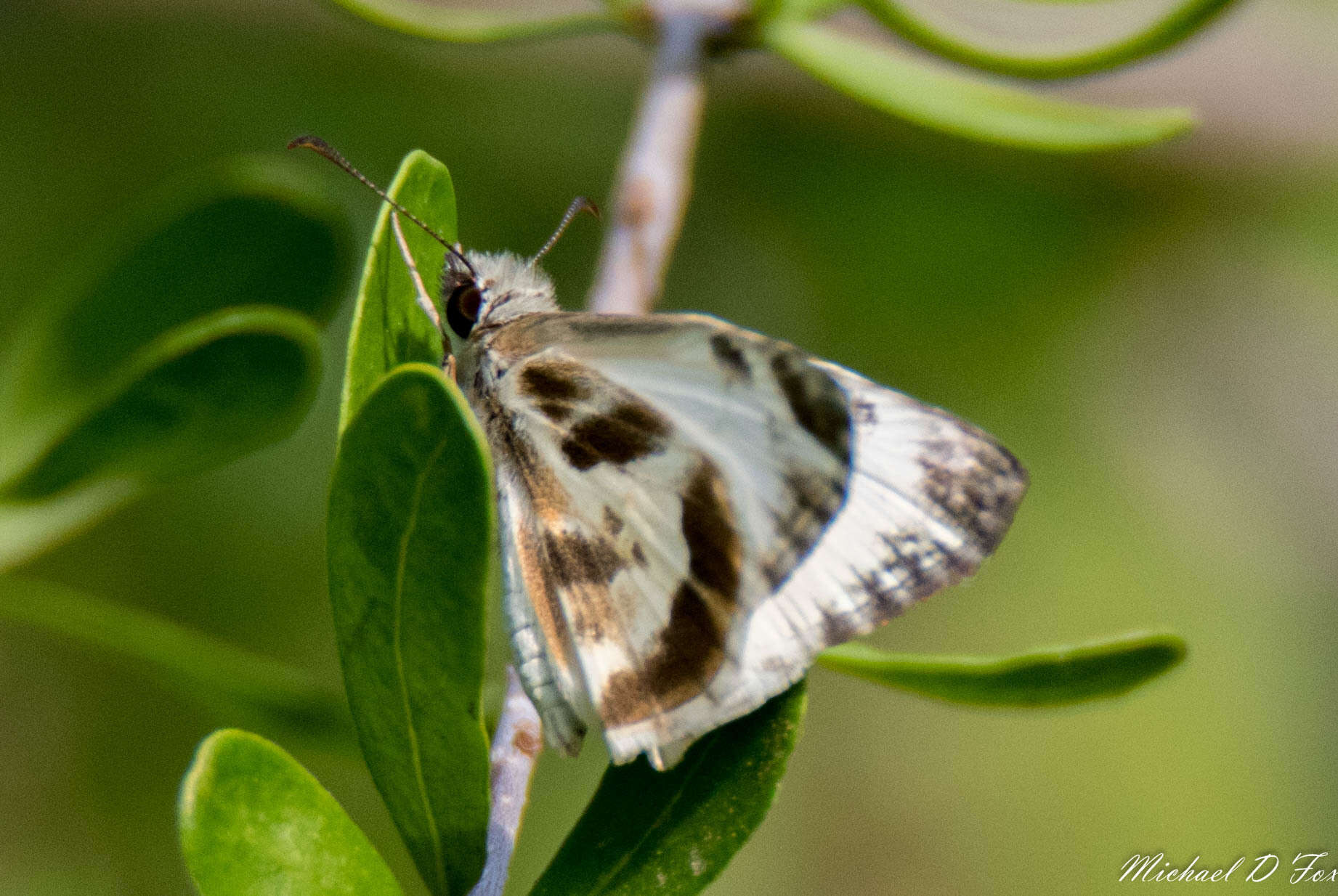 Image of Turk's-Cap White-Skipper