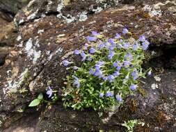 Image of thymeleaf bluet