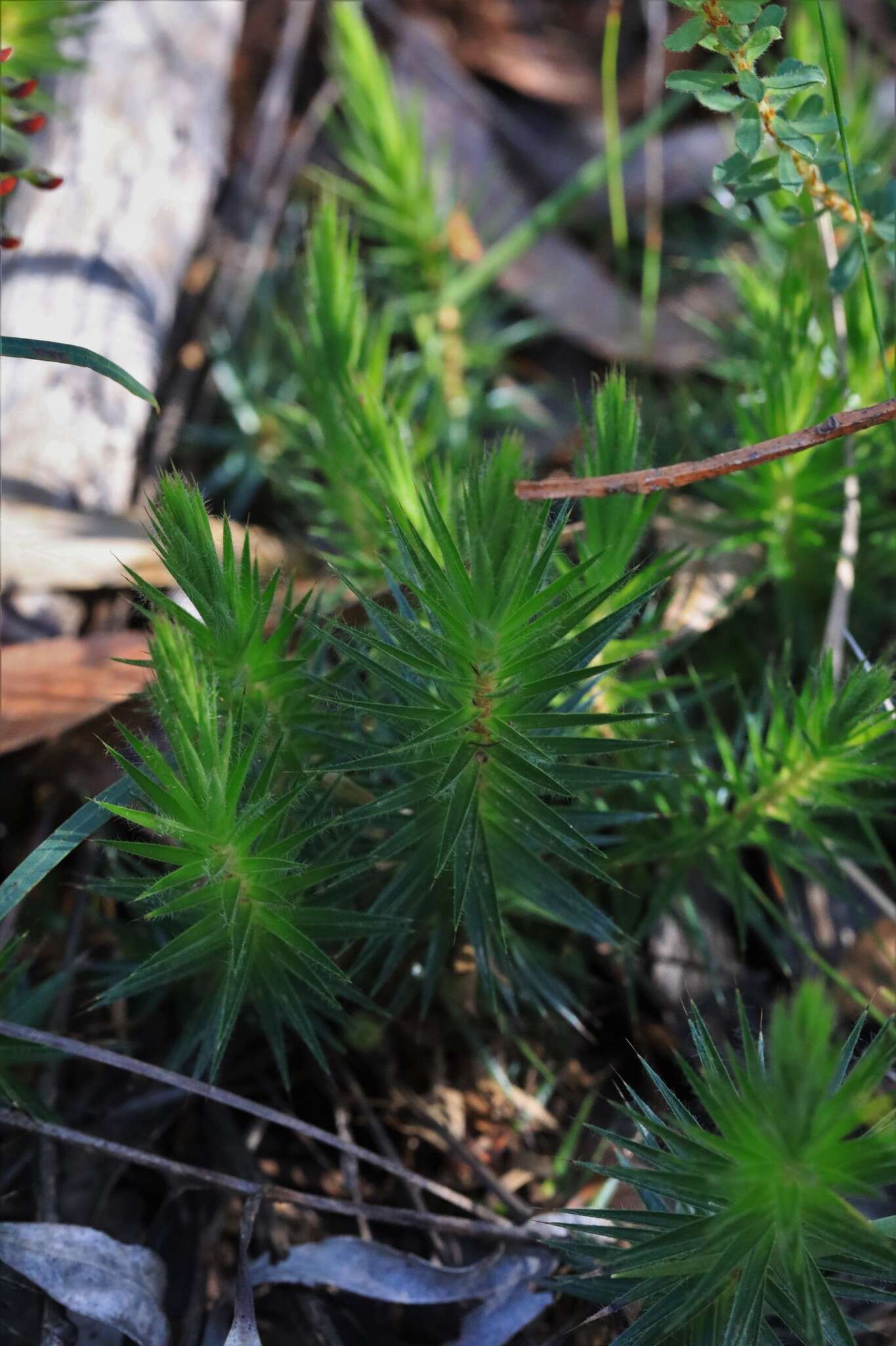 Imagem de Melichrus procumbens (Cav.) Druce