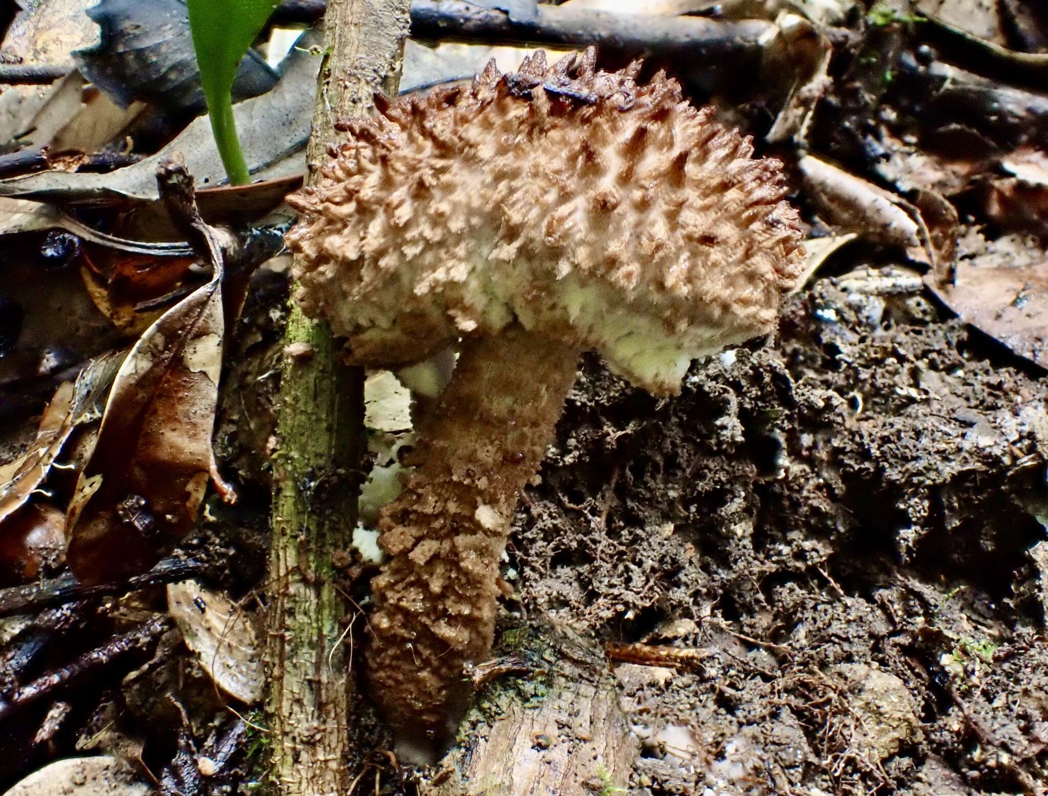 Image of Strobilomyces polypyramis