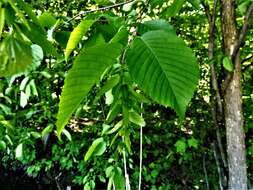 Image of American hornbeam