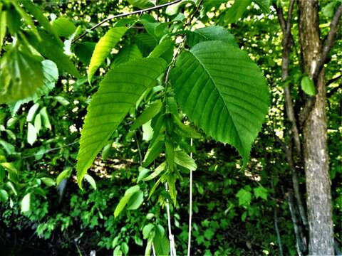 Image of American hornbeam