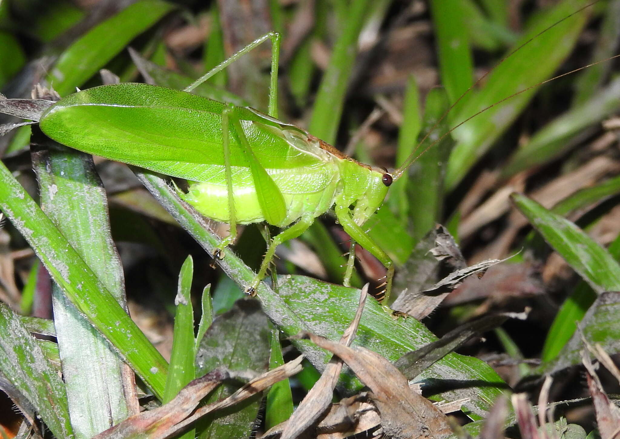 Sivun Hexacentrus unicolor Serville 1831 kuva