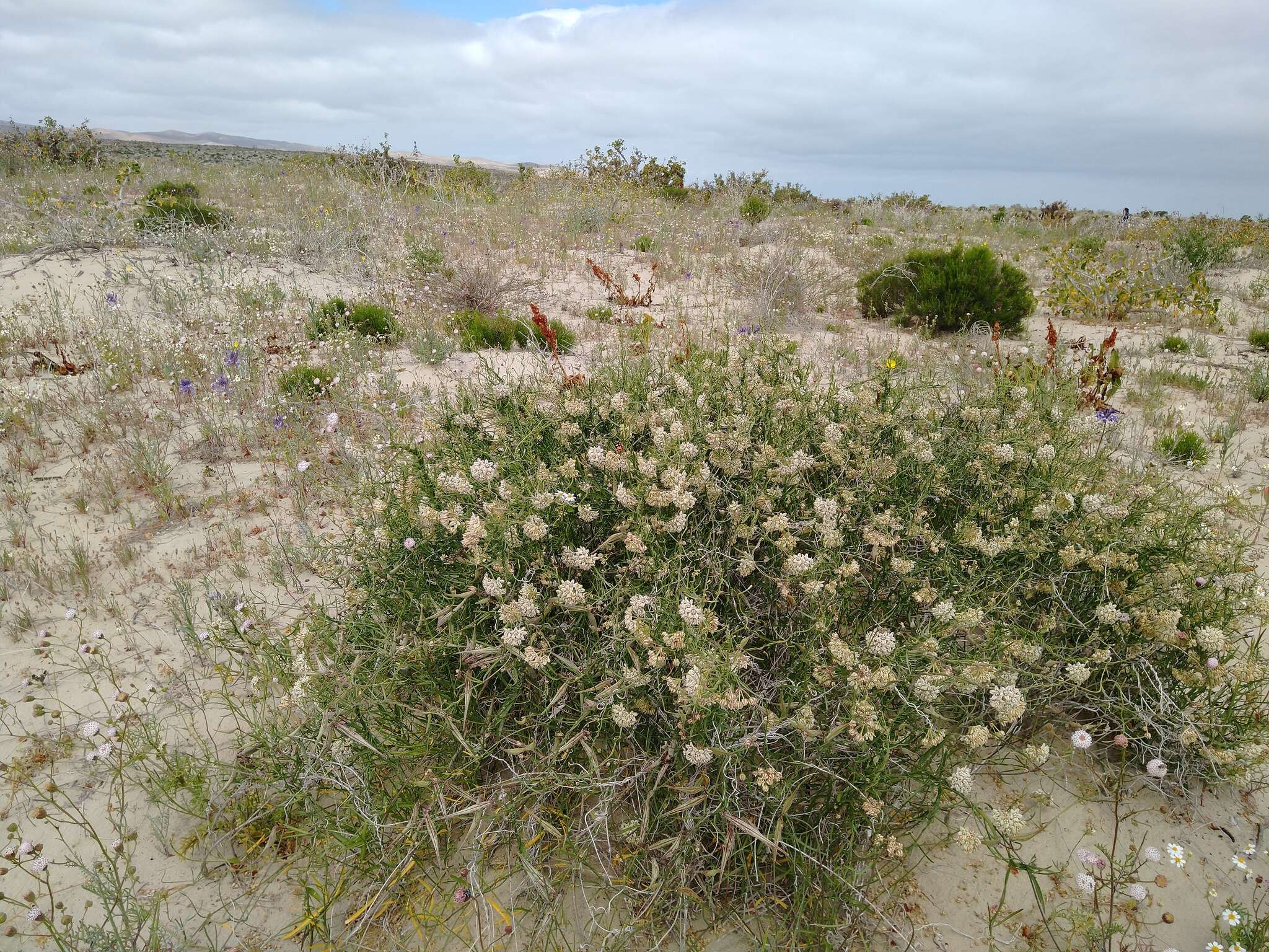 Image de Funastrum arenarium (Decne. ex Benth.) S. Liede