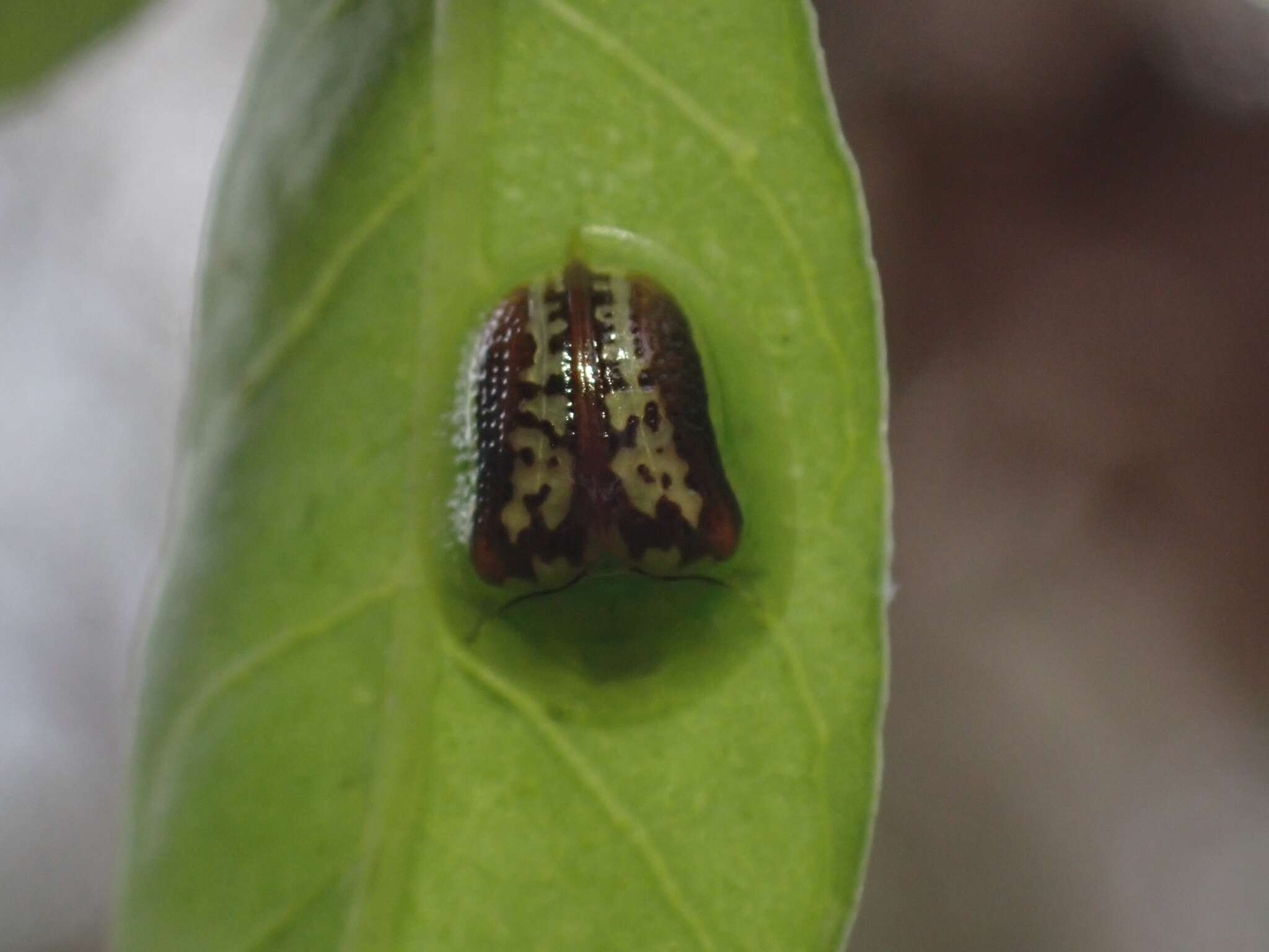 Image of Cassida (Crepidaspis) compuncta (Boheman 1855)