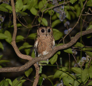 Image of Indian Scops Owl