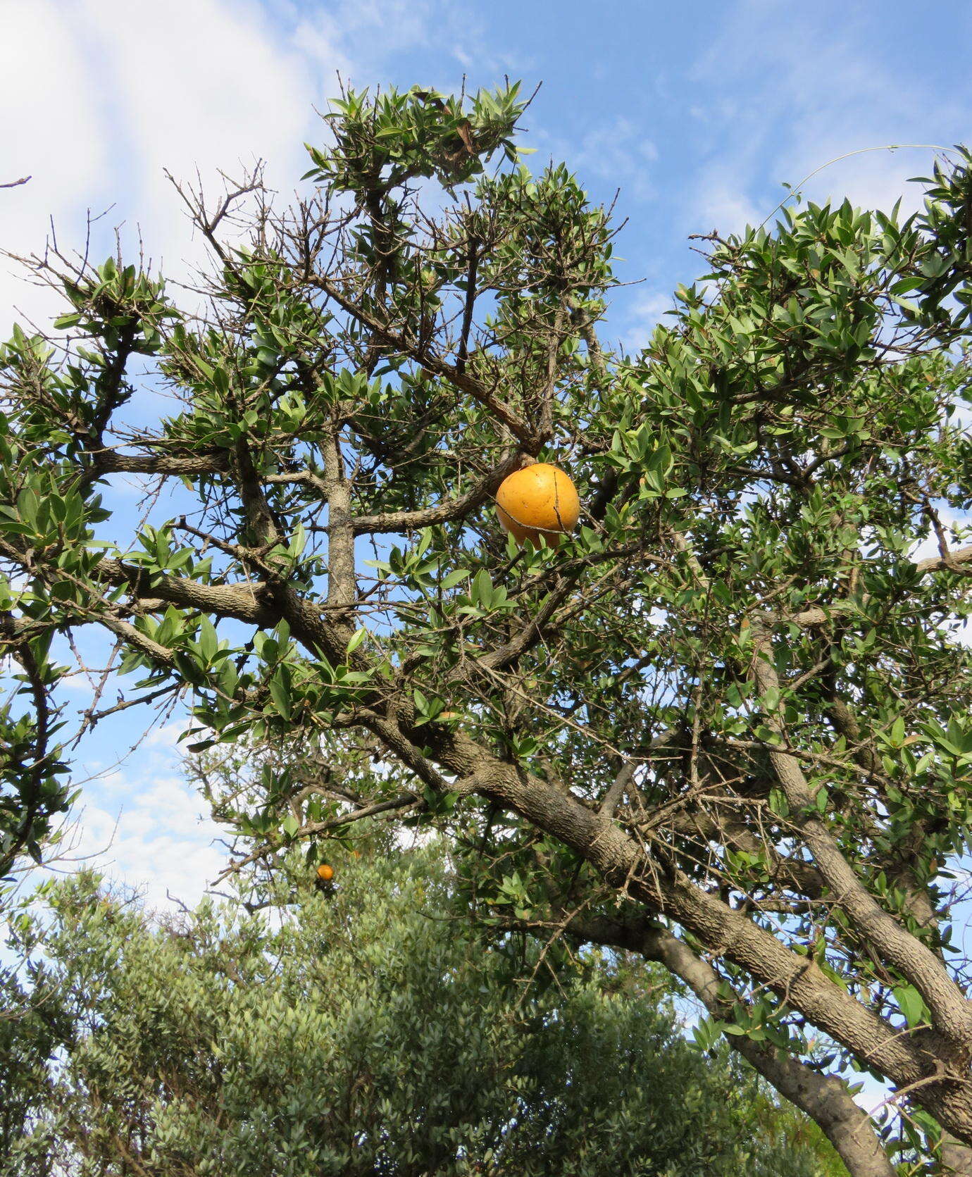 Image of Spiny-leaved monkey-orange