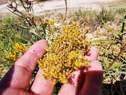 Image of Flaveria oppositifolia (DC.) Rydb.