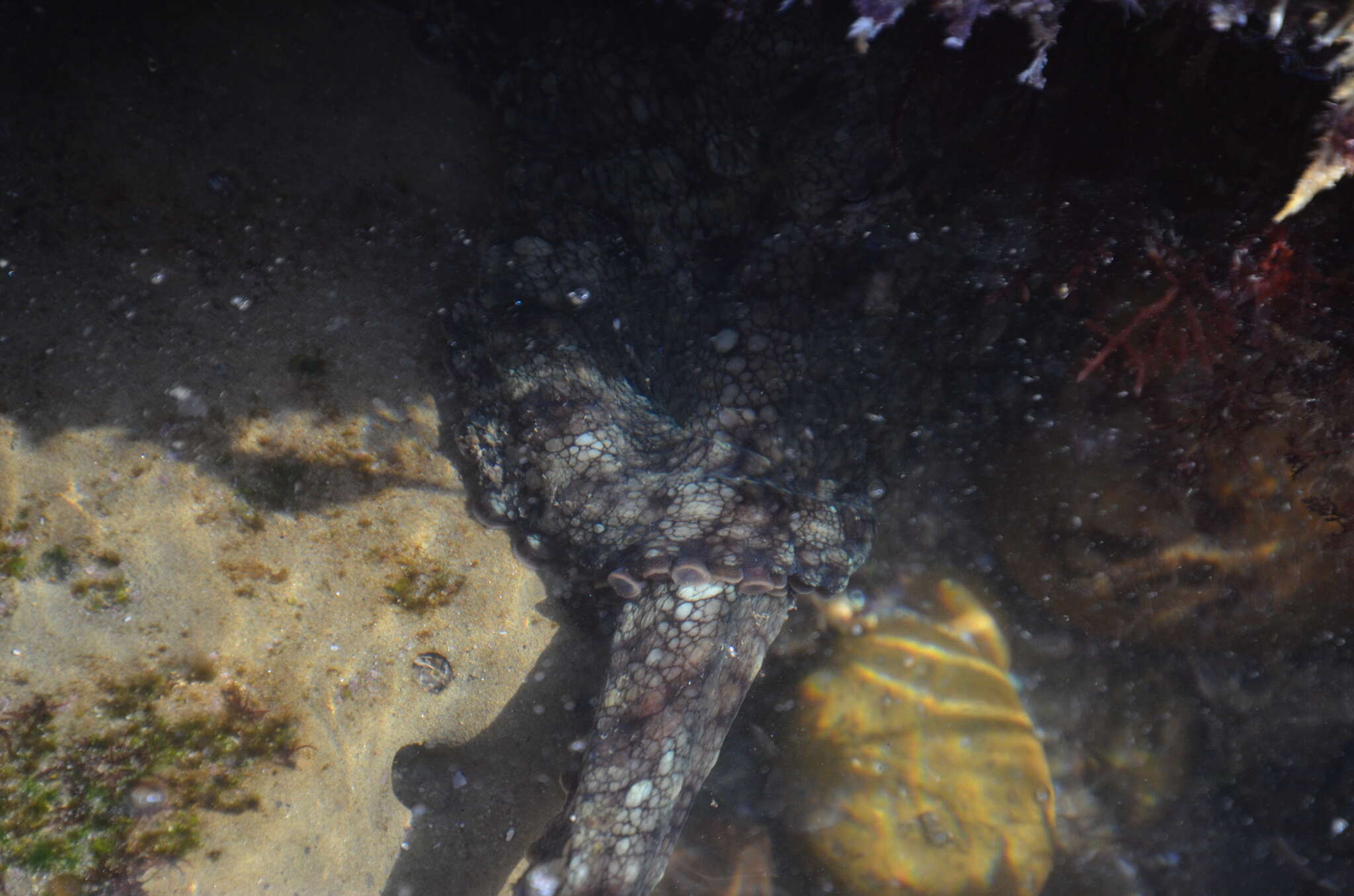 Image of California two-spot octopus