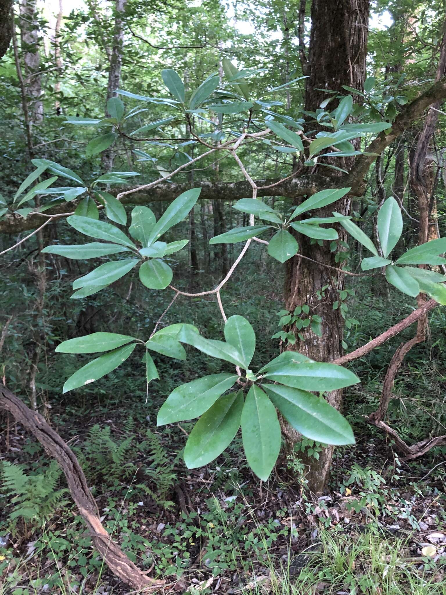 Image of Magnolia virginiana var. australis Sarg.