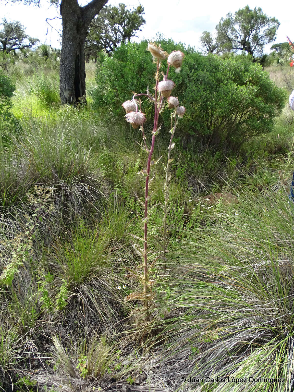 Plancia ëd Cirsium subuliforme G. B. Ownbey