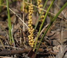 Imagem de Lomandra sororia (F. Muell. ex Benth.) Ewart