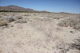 Image of Pahrump Valley buckwheat