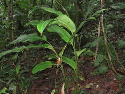 Image of Shining False-Bird-of-Paradise