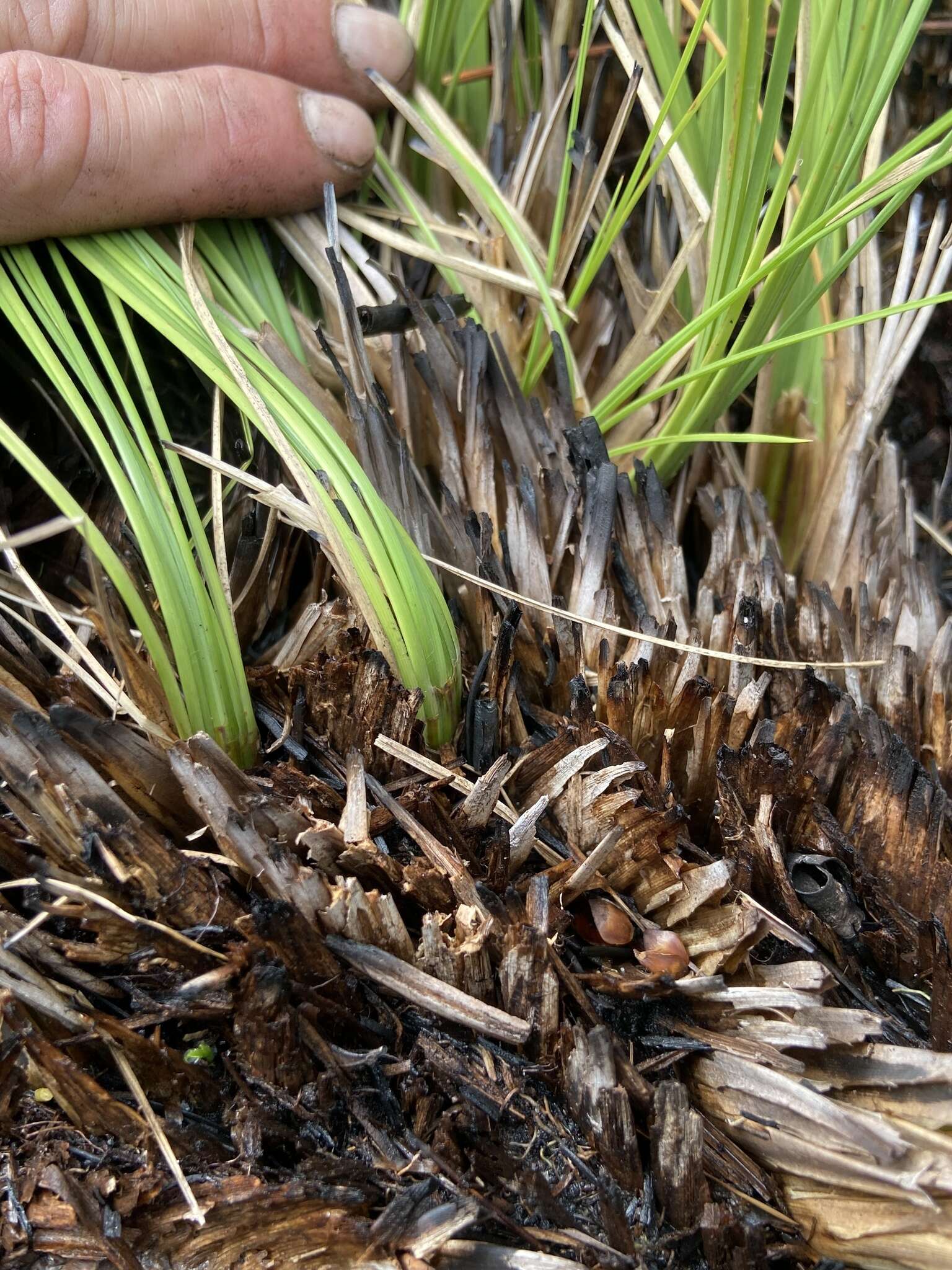 Слика од Coleataenia longifolia (Torr.) Soreng