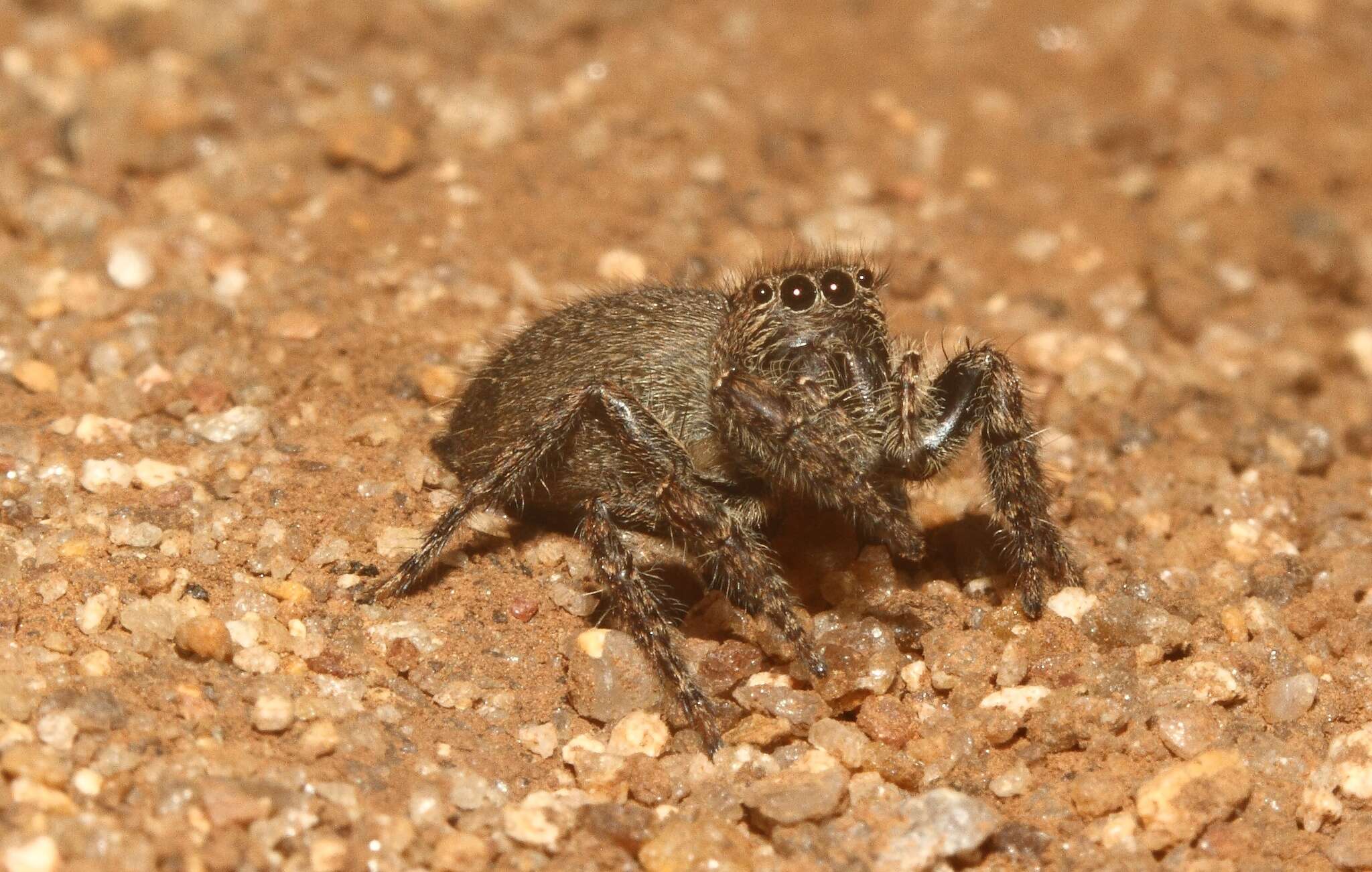 Image of Nigorella hirsuta Wesolowska 2009