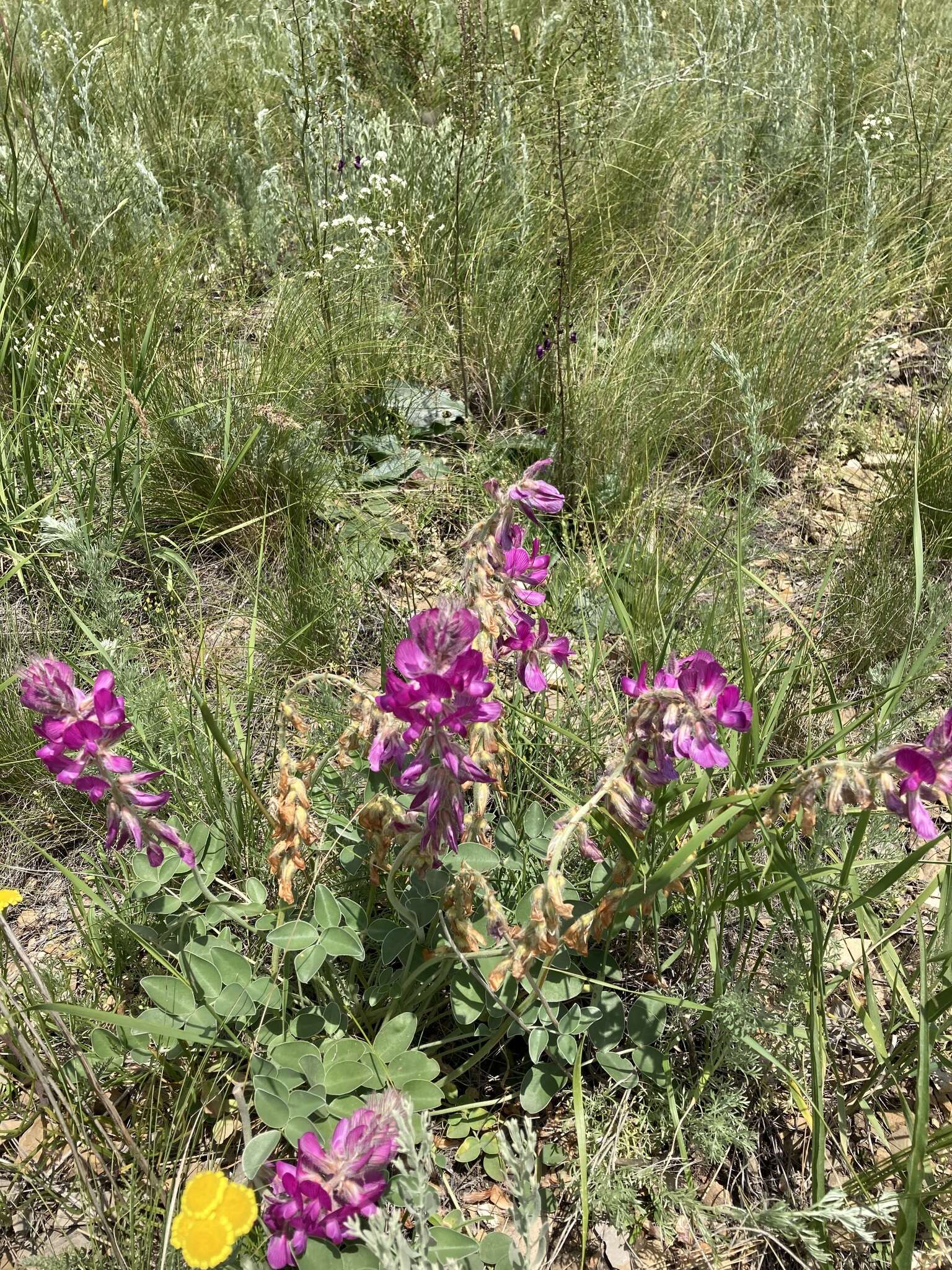 Plancia ëd Hedysarum argyrophyllum Ledeb.