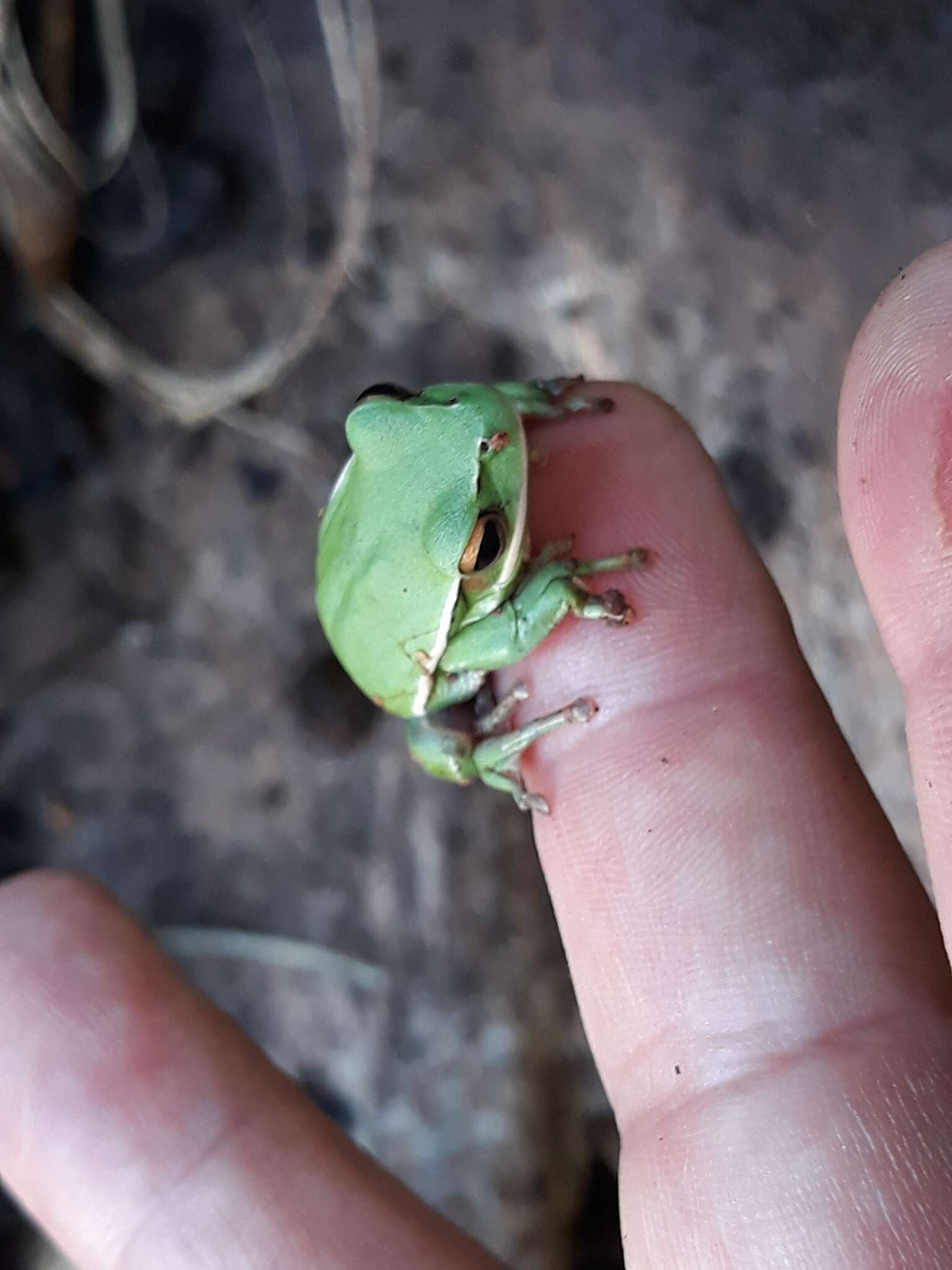 Boana marginata (Boulenger 1887)的圖片