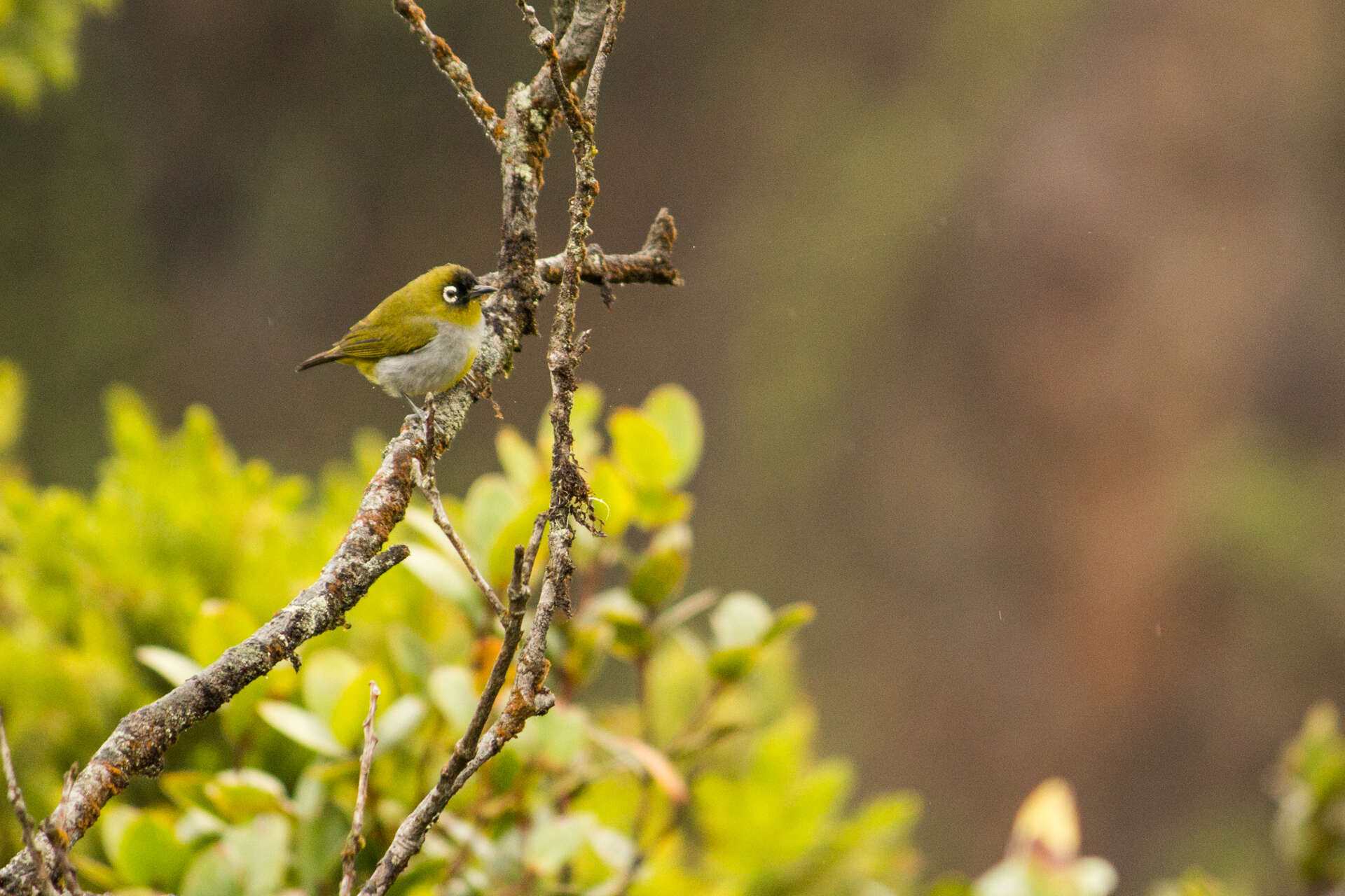 Image of Black-capped White-eye