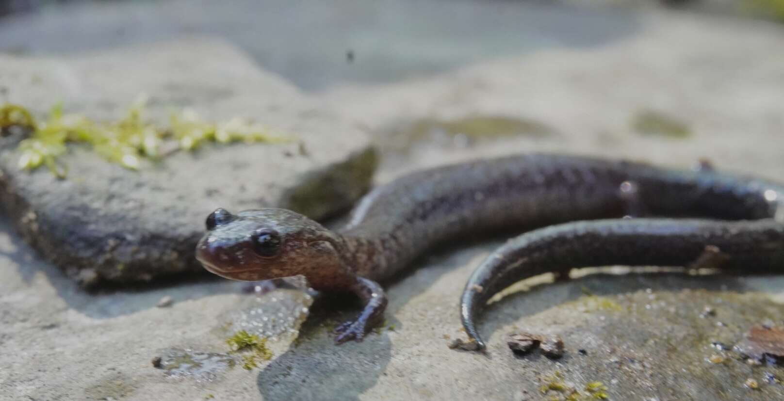 Image of Northern Ravine Salamander