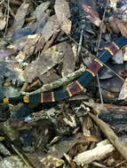 Image of Eastern Coral Snake