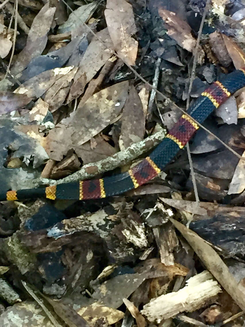 Image of Eastern Coral Snake