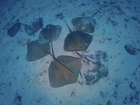 Image of Pink Whipray