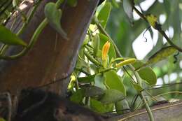 Image of Vanilla palmarum (Salzm. ex Lindl.) Lindl.