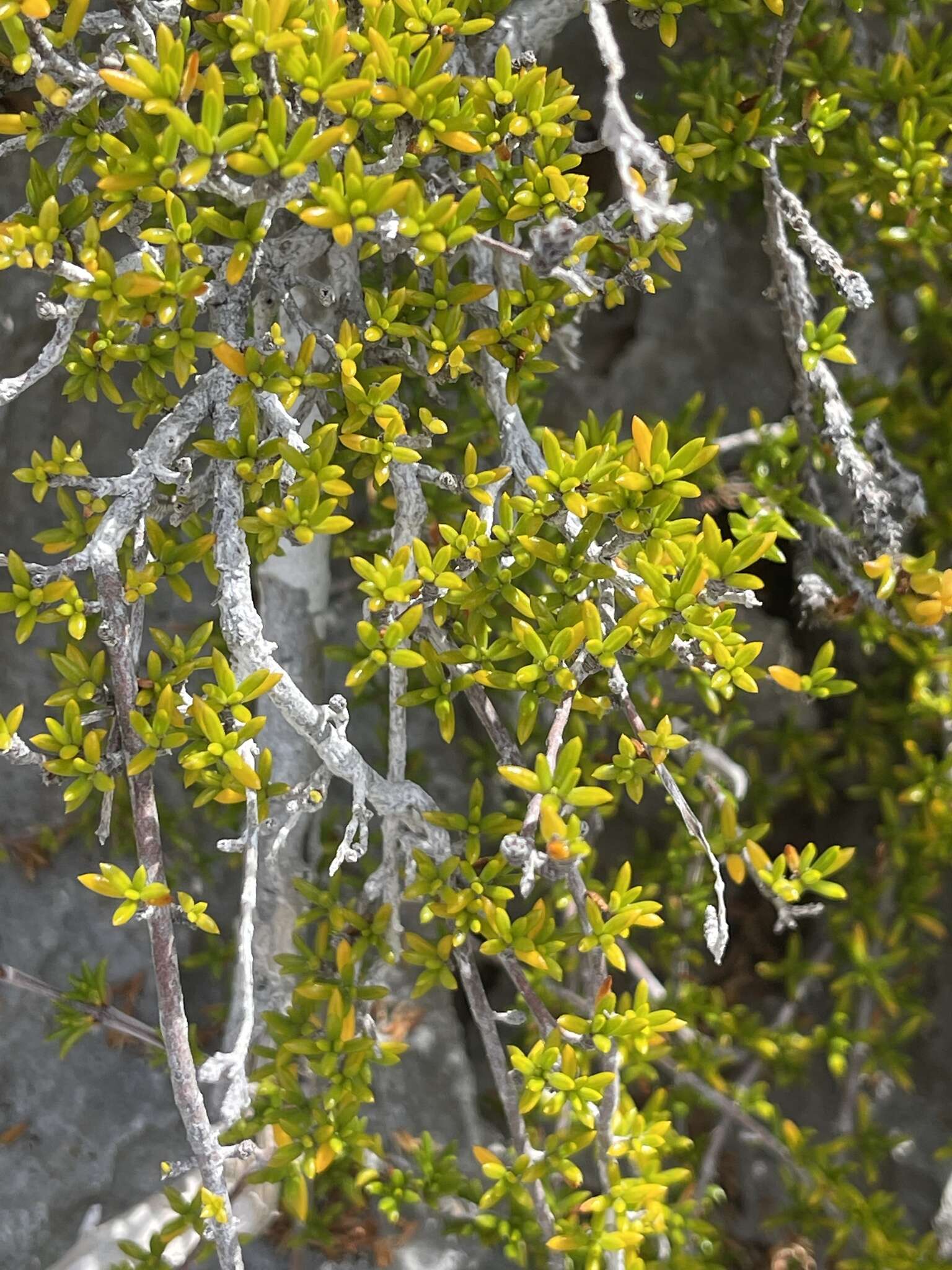 Image of saltwater bush