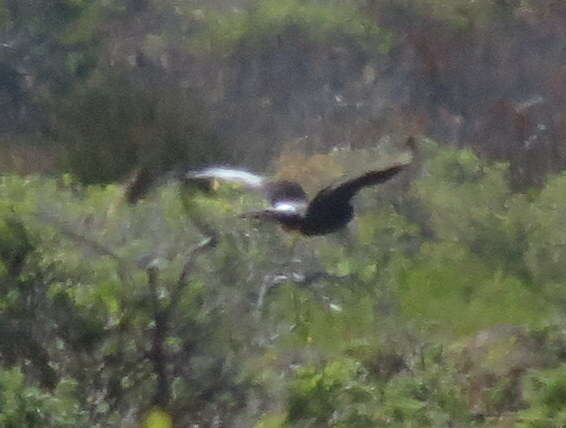 Image of Black Harrier