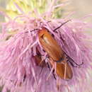 Image de Nemognatha (Meganemognatha) lutea dichroa Le Conte 1853