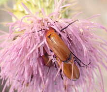 Image of Nemognatha (Meganemognatha) lutea dichroa Le Conte 1853