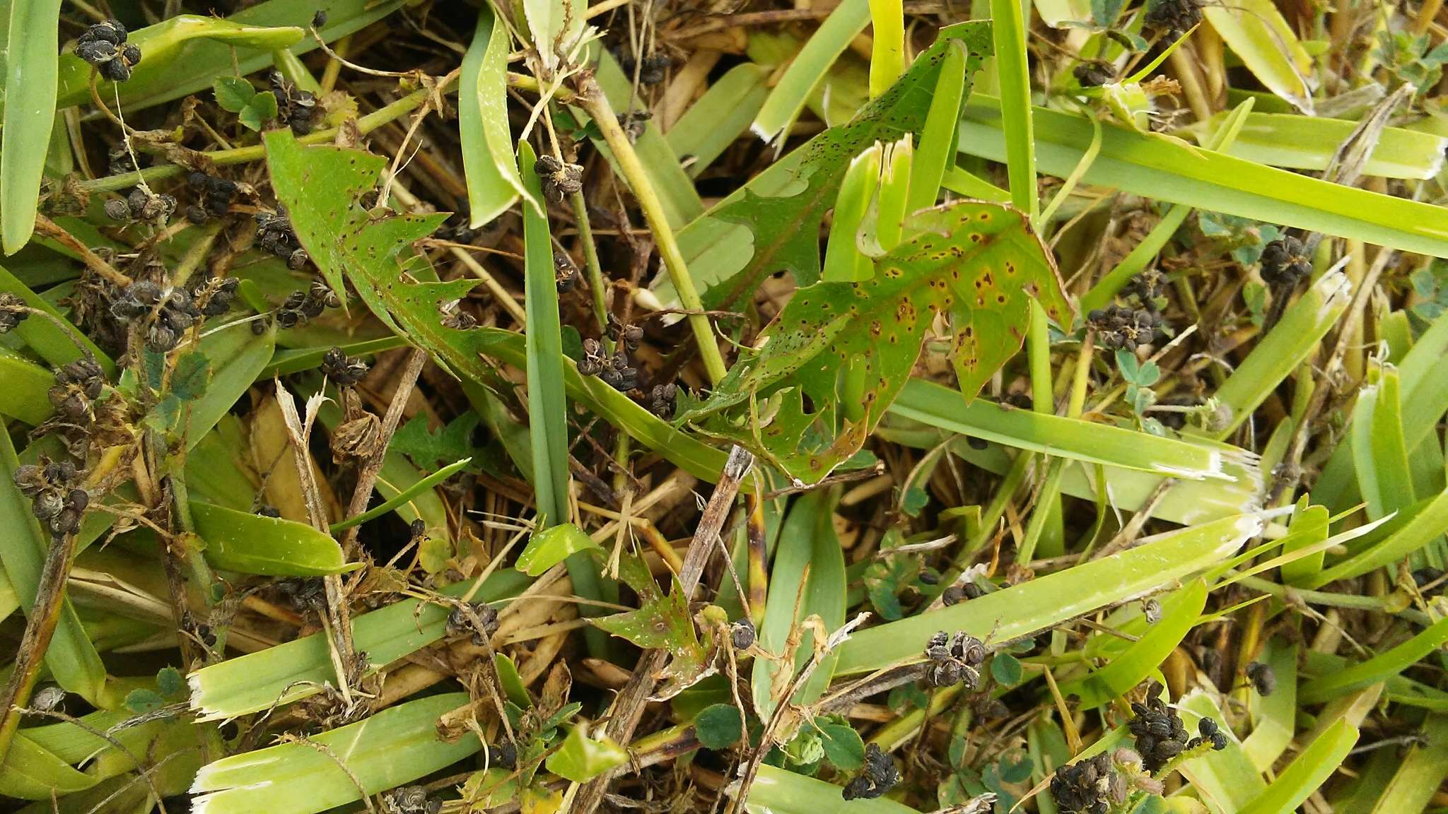 Puccinia hieracii (Röhl.) H. Mart. 1817的圖片