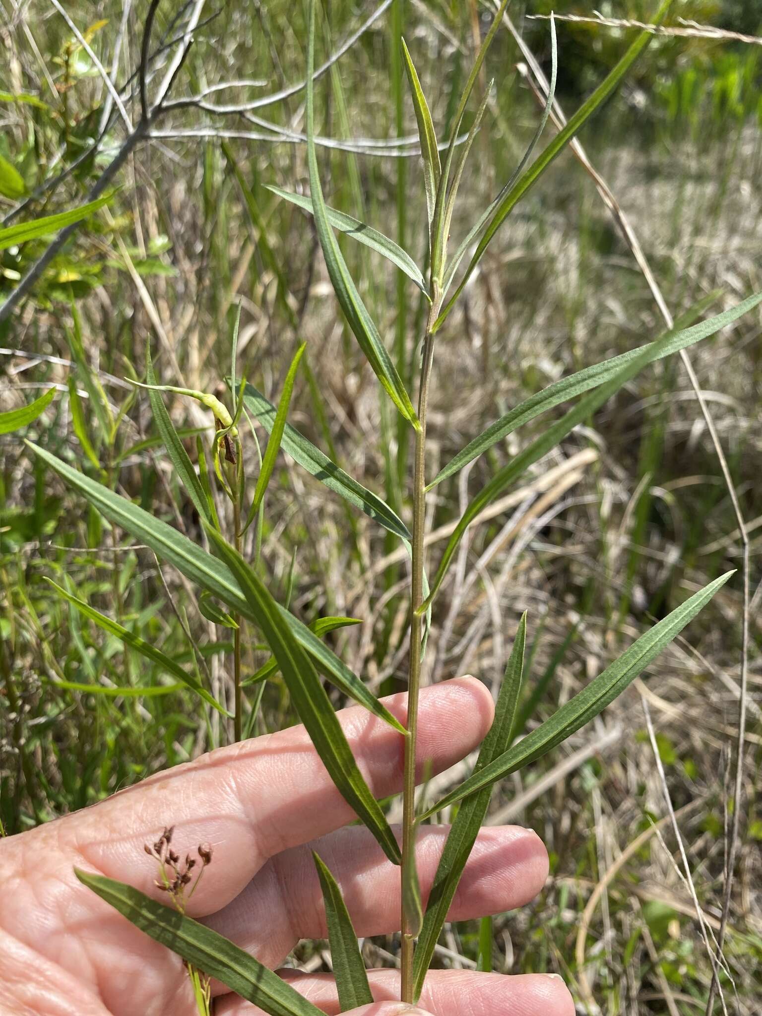 Image of Euthamia weakleyi G. L. Nesom