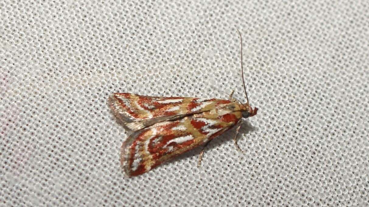 Image de Acrobasis porphyrella Duponchel 1836