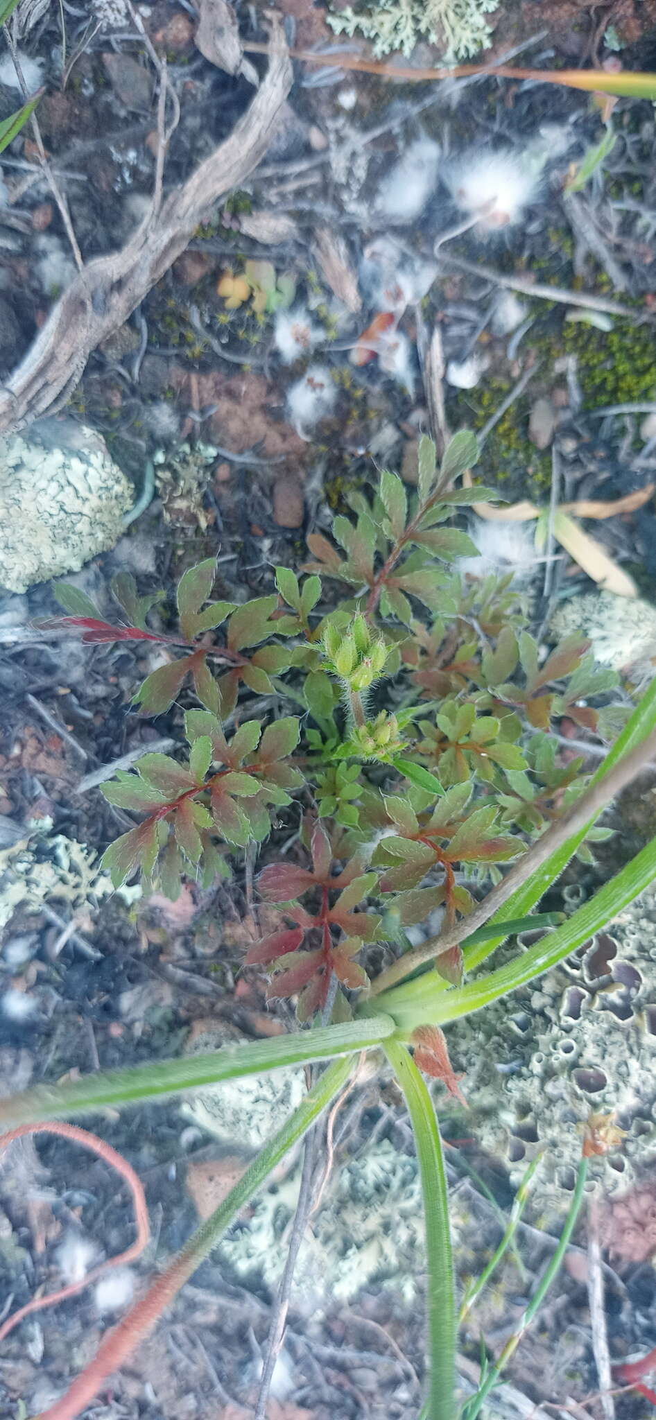 Image of Pelargonium fissifolium (Andr.) Pers.