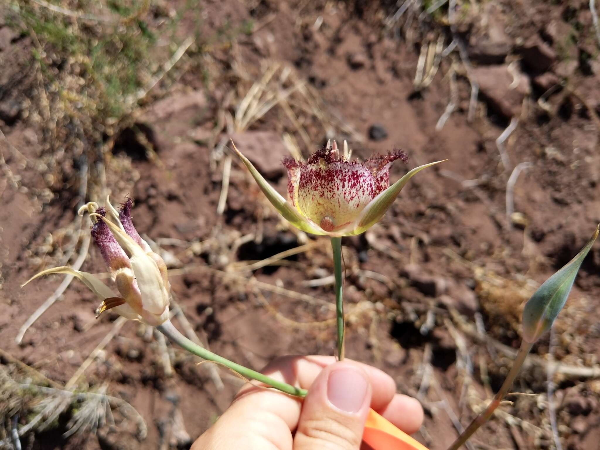 Calochortus fimbriatus H. P. McDonald resmi