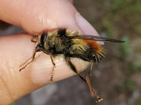 Image de Criorhina bubulcus (Walker 1849)