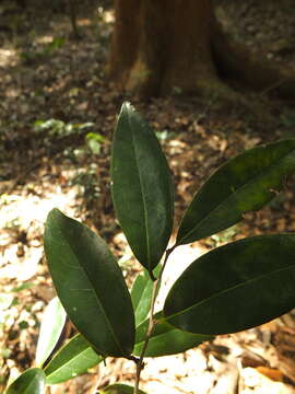 Alphonsea lutea (Roxb.) Hook. fil. & Thomson resmi